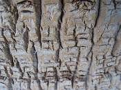 summer photograph california_palm__washingtonia_filifera_lasvegasimg_0004.jpg