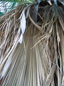 summer photograph california_palm__washingtonia_filifera_lasvegasimg_0005.jpg