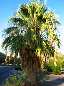 summer photograph california_palm__washingtonia_filifera_lasvegasimg_9892.jpg