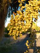 summer photograph california_palm__washingtonia_filifera_lasvegasimg_9893.jpg