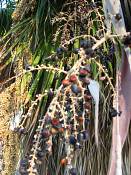 summer photograph california_palm__washingtonia_filifera_lasvegasimg_9894.jpg