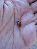 summer photograph california_palm__washingtonia_filifera_lasvegasimg_9895.jpg