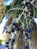 summer photograph california_palm__washingtonia_filifera_lasvegasimg_9896fruit.jpg