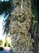 summer photograph california_palm__washingtonia_filifera_lasvegasimg_9897fruit.jpg