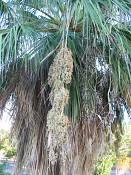 summer photograph california_palm__washingtonia_filifera_lasvegasimg_9898.jpg