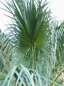 summer photograph california_palm__washingtonia_filifera_lasvegasimg_9899leaf.jpg