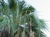 summer photograph california_palm__washingtonia_filifera_lasvegasimg_9900.jpg