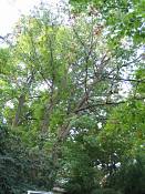 summer photograph chestnut_oak__quercus_prinus_washingtonimg_7263.jpg