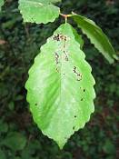 summer photograph chestnut_oak__quercus_prinus_washingtonimg_7264.jpg