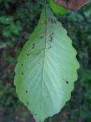 summer photograph chestnut_oak__quercus_prinus_washingtonimg_7266.jpg