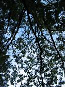 summer photograph chestnut_oak__quercus_prinus_washingtonimg_7268.jpg