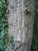 summer photograph chestnut_oak__quercus_prinus_washingtonimg_7269.jpg