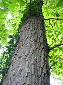 summer photograph chestnut_oak__quercus_prinus_washingtonimg_7270.jpg