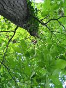 summer photograph chestnut_oak__quercus_prinus_washingtonimg_7271.jpg