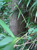 summer photograph chestnut_oak__quercus_prinus_washingtonimg_7273.jpg