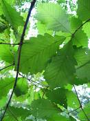 summer photograph chestnut_oak__quercus_prinus_washingtonimg_7275.jpg