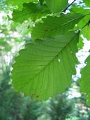 summer photograph chestnut_oak__quercus_prinus_washingtonimg_7276leaf.jpg