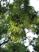 summer photograph chinese_scholartree__sophora_japonica_washingtonimg_7202.jpg