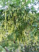 summer photograph chinese_scholartree__sophora_japonica_washingtonimg_7205.jpg