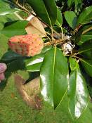 summer photograph cucumbertree__magnolia_acuminata_washingtonimg_7302fruit.jpg