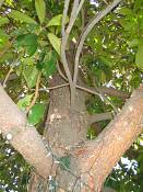 summer photograph cucumbertree__magnolia_acuminata_washingtonimg_7305.jpg