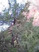 summer photograph douglas_fir__pseudotsuga_menziessi_bryceimg_8314.jpg