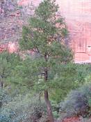 summer photograph douglas_fir__pseudotsuga_menziessi_bryceimg_8315.jpg