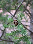 summer photograph douglas_fir__pseudotsuga_menziessi_bryceimg_8316.jpg