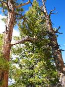 summer photograph douglas_fir__pseudotsuga_menziessi_bryceimg_8547.jpg