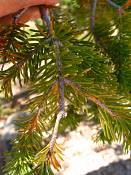 summer photograph douglas_fir__pseudotsuga_menziessi_bryceimg_8548.jpg
