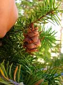 summer photograph douglas_fir__pseudotsuga_menziessi_bryceimg_8550cone.jpg