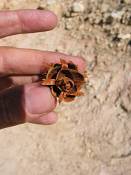 summer photograph douglas_fir__pseudotsuga_menziessi_bryceimg_8551.jpg