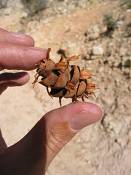 summer photograph douglas_fir__pseudotsuga_menziessi_bryceimg_8553.jpg