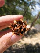 summer photograph douglas_fir__pseudotsuga_menziessi_bryceimg_8554.jpg