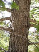 summer photograph douglas_fir__pseudotsuga_menziessi_bryceimg_8555.jpg