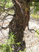 summer photograph douglas_fir__pseudotsuga_menziessi_bryceimg_8556.jpg