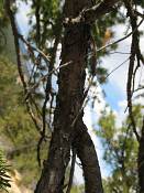 summer photograph douglas_fir__pseudotsuga_menziessi_bryceimg_8558.jpg