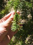 summer photograph douglas_fir__pseudotsuga_menziessi_bryceimg_8559.jpg