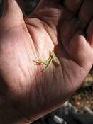 summer photograph douglas_fir__pseudotsuga_menziessi_bryceimg_8560.jpg