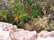 summer photograph gambel_oak__Quercus_gambelii-grandcanyonimg_9608.jpg