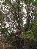 summer photograph gambel_oak__Quercus_gambelii-grandcanyonimg_9609.jpg