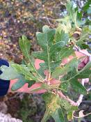 summer photograph gambel_oak__Quercus_gambelii-grandcanyonimg_9610.jpg