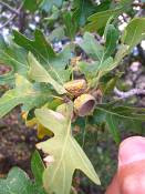 summer photograph gambel_oak__Quercus_gambelii-grandcanyonimg_9611.jpg