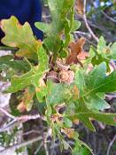 summer photograph gambel_oak__Quercus_gambelii-grandcanyonimg_9612.jpg