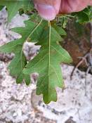 summer photograph gambel_oak__Quercus_gambelii-grandcanyonimg_9614.jpg