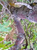 summer photograph gambel_oak__Quercus_gambelii-grandcanyonimg_9615.jpg