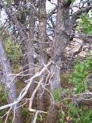 summer photograph gambel_oak__Quercus_gambelii-grandcanyonimg_9616.jpg