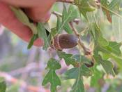 summer photograph gambel_oak__Quercus_gambelii-grandcanyonimg_9631.jpg