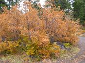 summer photograph gambel_oak__Quercus_gambelii-torreyimg_8799.jpg