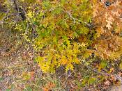 summer photograph gambel_oak__Quercus_gambelii-torreyimg_8800.jpg